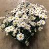 MARGURIT 11,5 CM GIGA WHITE 1X12