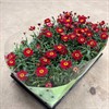 MARGURIT 12 CM RÖD 1X12