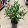 NERIUM 21 CM OLEANDER
