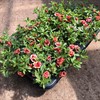 MILLION BELLS 12 CM ORANGE-RED DUBBEL