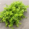 LYSIMACHIA 12 CM ARVIDSSONS 1X8
