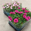 OSTEOSPERMUM 11 CM  DK 1X14