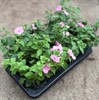 SURFINA 12 CM GARDEN SUPREM ROSA