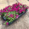 ITSY PETUNIA 12 CM MANGENTA MÅLSTA