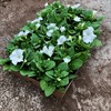 PETUNIA 8 CM VIT MÅLSTA 1X24