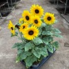 HELIANTHUS 15 CM SUNFINITY MÅLSTA 1X6