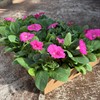 PETUNIA 8 CM PINK MÅLSTA 1X24