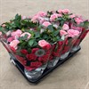 ROS 12 CM ROSA 1X12