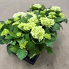 HORTENSIA 13 CM VIT DK 1X6