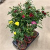 ROS 17 CM STAM MIX 1X1
