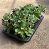 SURFINA 12 CM BURGUNDY PICOTEE