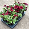 SURFINA 12 CM BURGUNDY MÅLSTA 1X8
