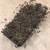 TRIFOLIUM 11 CM ESTELLE 1X10
