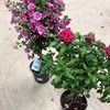 BLOMMANDE STAMVÄXT OSPEC 19 CM
