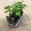 VITIS 15 CM ZILGA BLÅ DRUVA 1X10