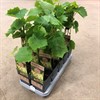 VITIS 15 CM ZILGA  1X10