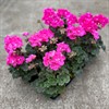 PELARGON 12 CM MOJO PINK MÅLSTA 1X10