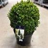 BUXUS 23 CM KLOT DIAM 28-30 CM