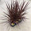 CORDYLINE 17 CM RED STAR 1X6