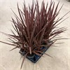 CORDYLINE 12 CM AUSTRALIS  1X10