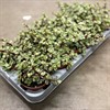 PORTULACARIA 10,5 CM VARIEGATA