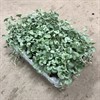 DICHONDRA 12 CM SILVERFALL  ARVIDSSON 1X8