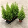 CUPRESSUS 17 CM GOLDCREST WILMA 1X6