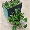 EPIPREMNUM 17 CM AMPEL 1X6