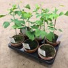 GINKO BILOBA 12 CM 1X10