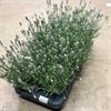 LAVANDULA 12 CM ROSEA 1X8
