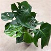 MONSTERA 19 CM  1X1
