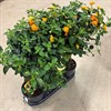 LANTANA 19 CM PÅ STAM