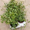 MUEHLENBECKIA 12 CM PANNKAKOR  1X8