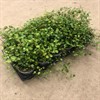 MUEHLENBECKIA  8 CM 1X12