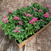 VERBENA 8 CM ROSA MÅLSTA 1X24