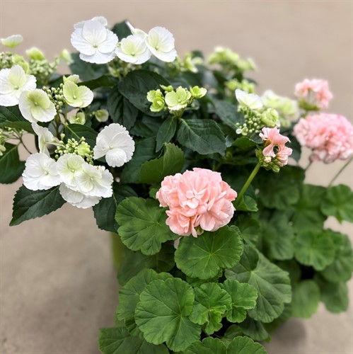 Blommande krukväxter