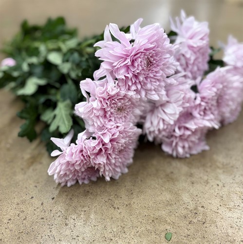 Chrysanthemum