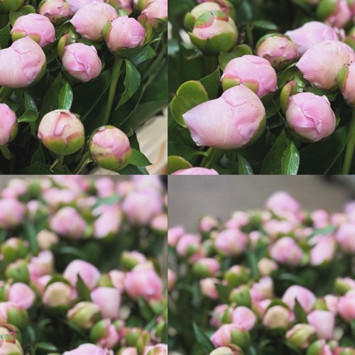 Snittblommor