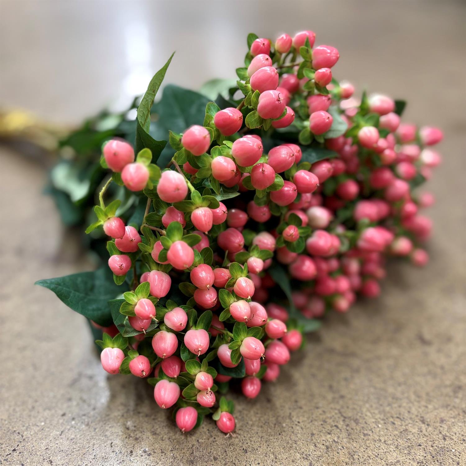 Hypericum Rosa HYPERICUM ROSA SWEET ROMANCE 1X25